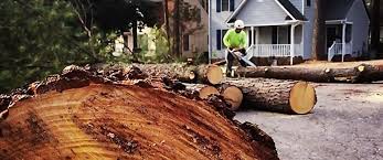 How Our Tree Care Process Works  in  Monette, AR